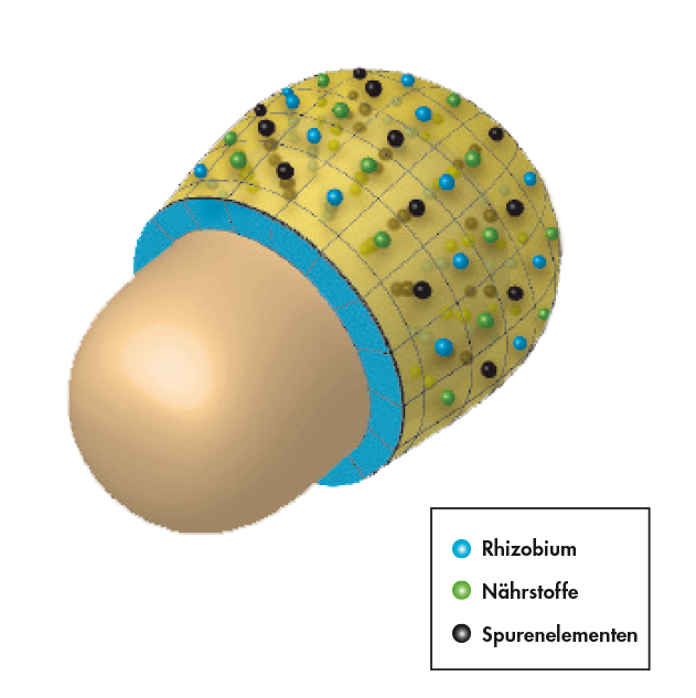 Die Starke des Rhizobiums.png